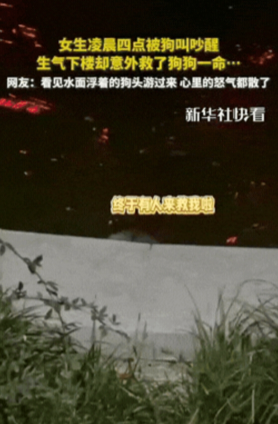江苏连云，女生凌晨4点被狗叫吵醒，生气下楼准备找狗狗主人交涉，不料，原来是一小狗
