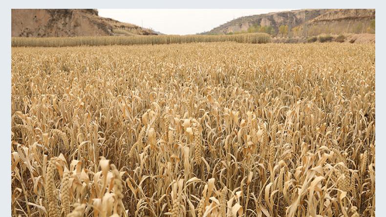 杂粮之乡兴县：农耕文化的传承与创新之路