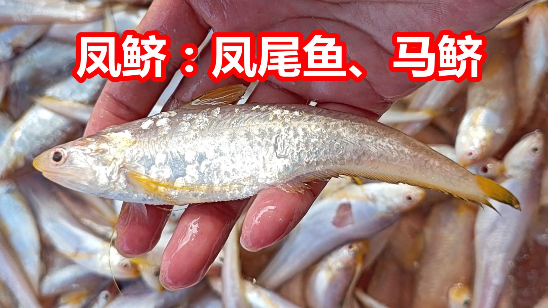 凤尾鱼罐头变难吃，马鲚春价格飞涨，为何？