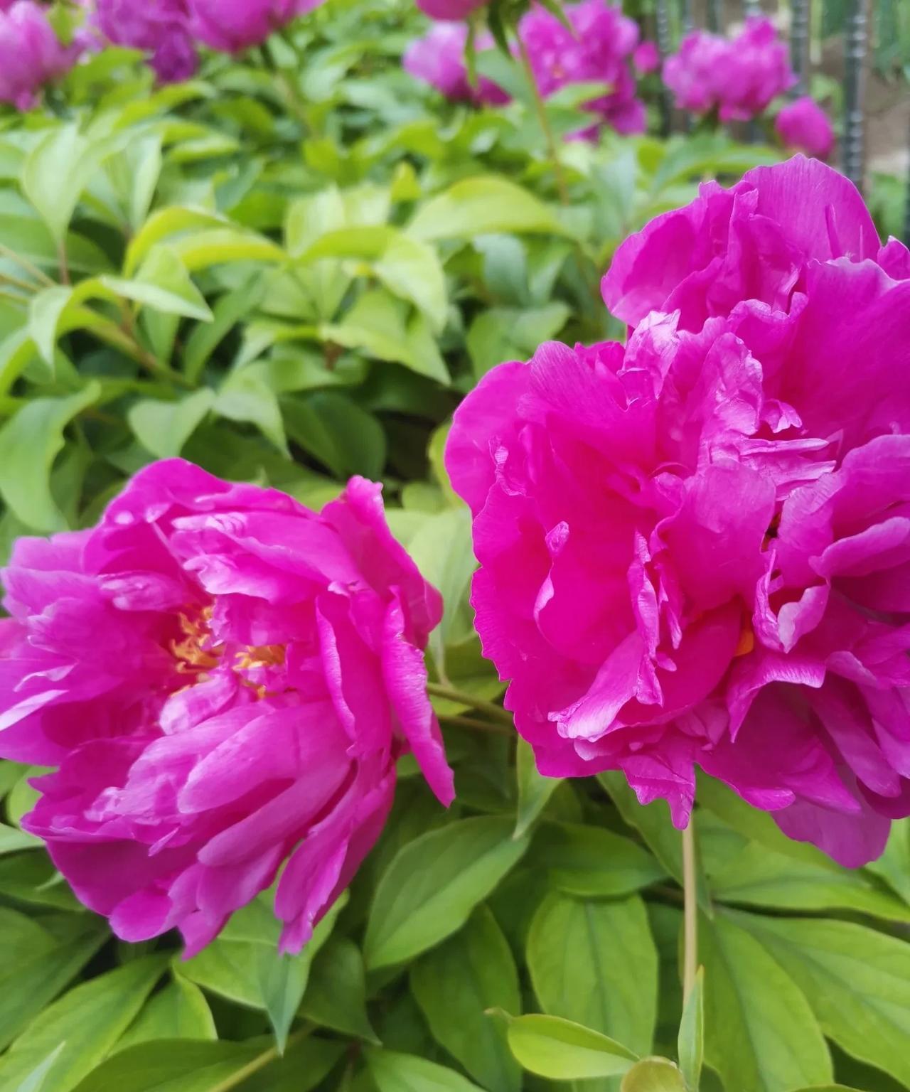 #晒晒我家的小花园# #夏日生活打卡季# #记录夏日生活点滴# 花园芍药开
红芍