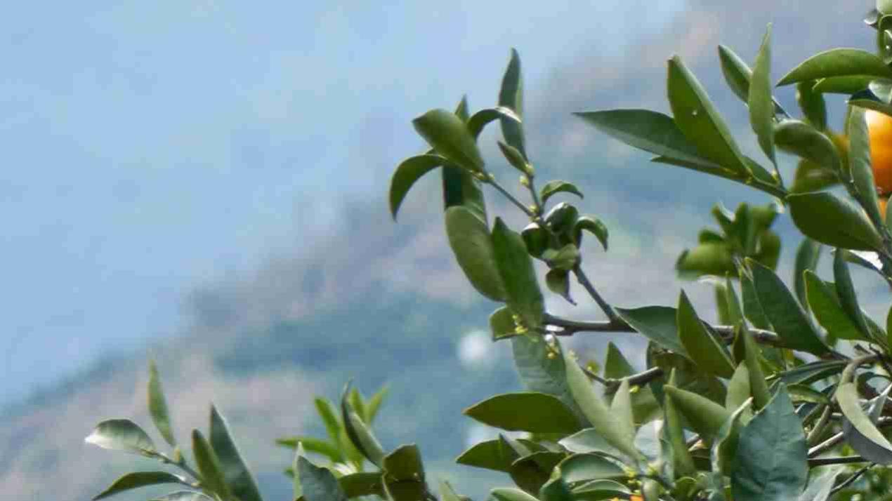 15天光照敏感期，很多人不知，风沙覆盖田，小麦耐旱稳产。