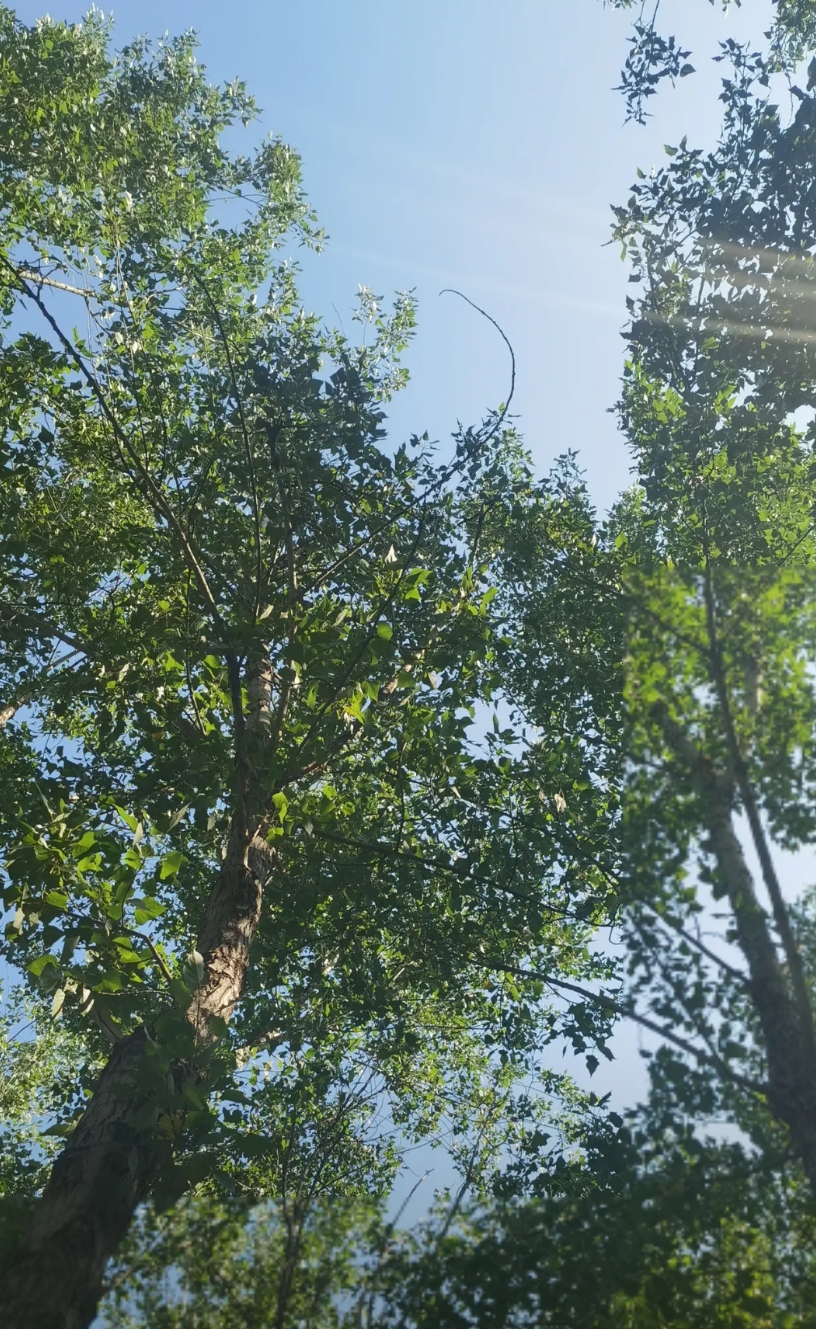 针对个别地方在推进违规吃喝专项整治中存在的“一刀切”问题，6月17日，人民网评刊