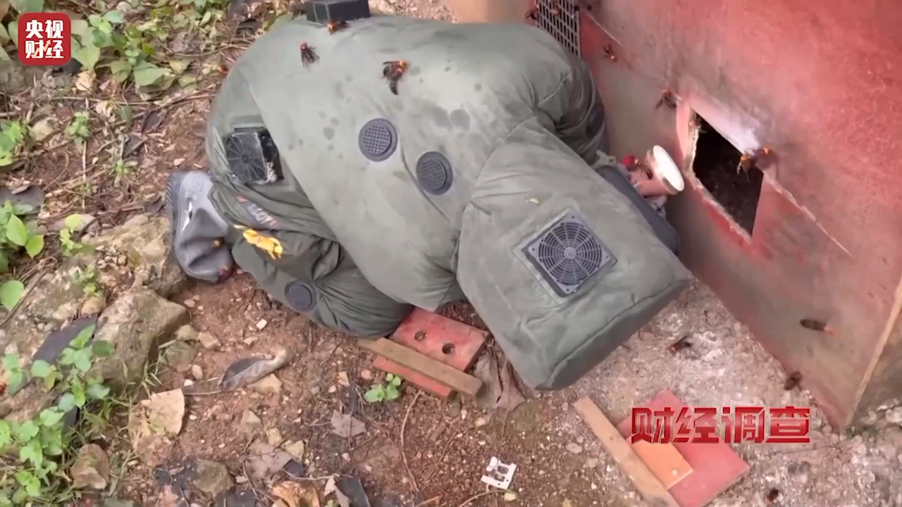 “杀人蜂”被当摇钱树？没生产日期，卖两三百块，还真有不少人信 6666元学养“吃眼镜蛇的蜂”？别被虎