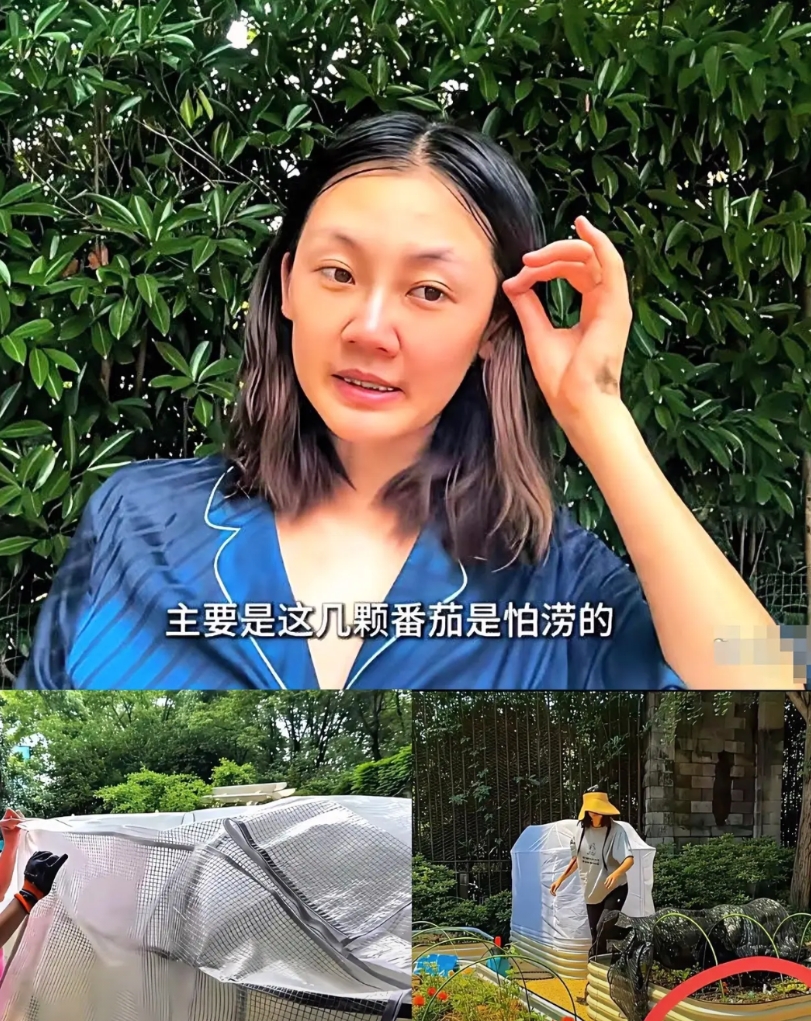 怪不得郑恺天天压力大，苗苗这个老婆真是能折腾！

她种的菜，农民伯伯看了都摇头！