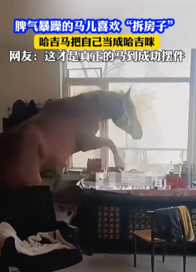 活久见！近日，河北，一村民在家里养了一匹马，结果没有把马拴在马厩里，反而是养在了