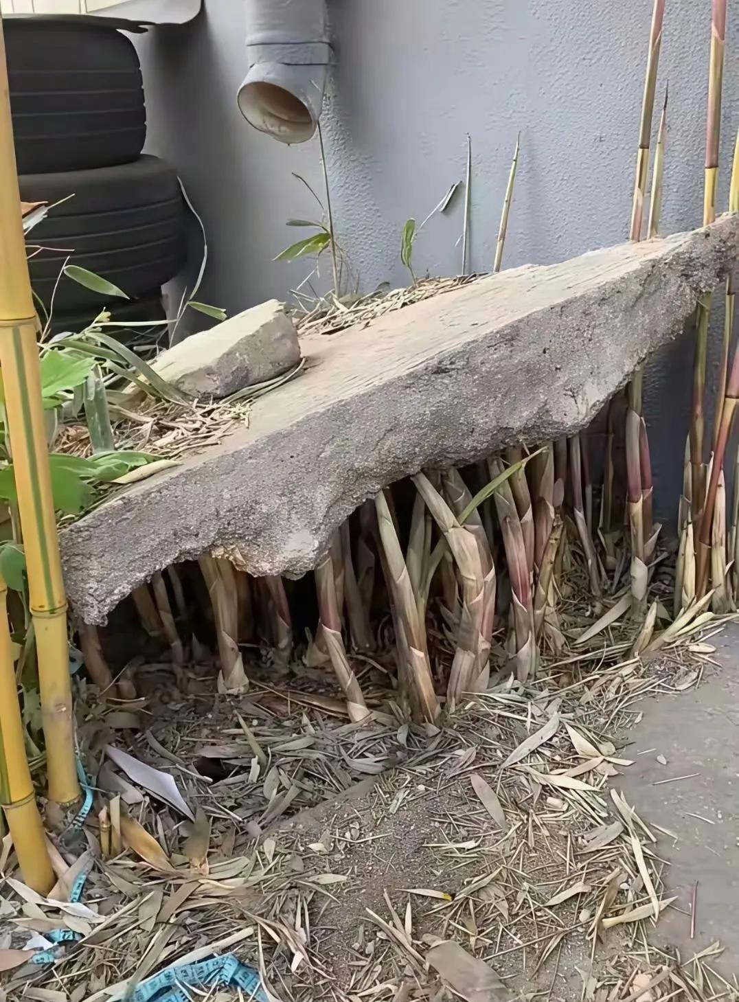 这竹子也是真牛啊