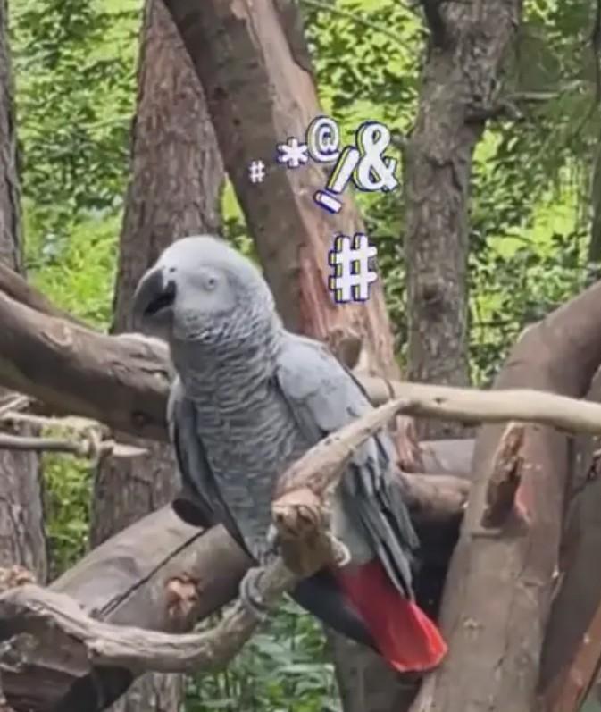 笑不活了！2025年4月，一游客到云南动物园参观时，游客轻声对一只灰鹦鹉打招呼“