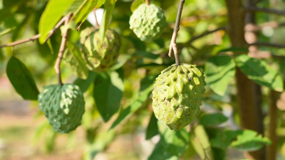 吃一次就爱上的“树上冰淇淋”！就在太平→