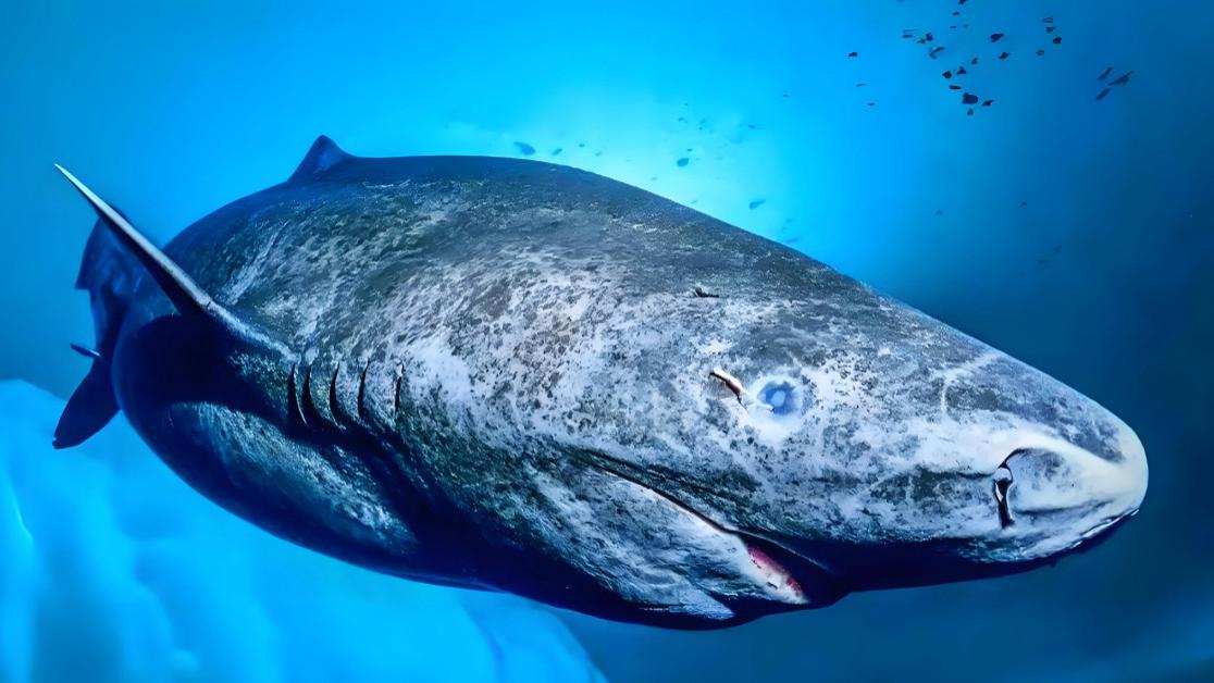 世界上最经典 & 最离谱的吉尼斯纪录