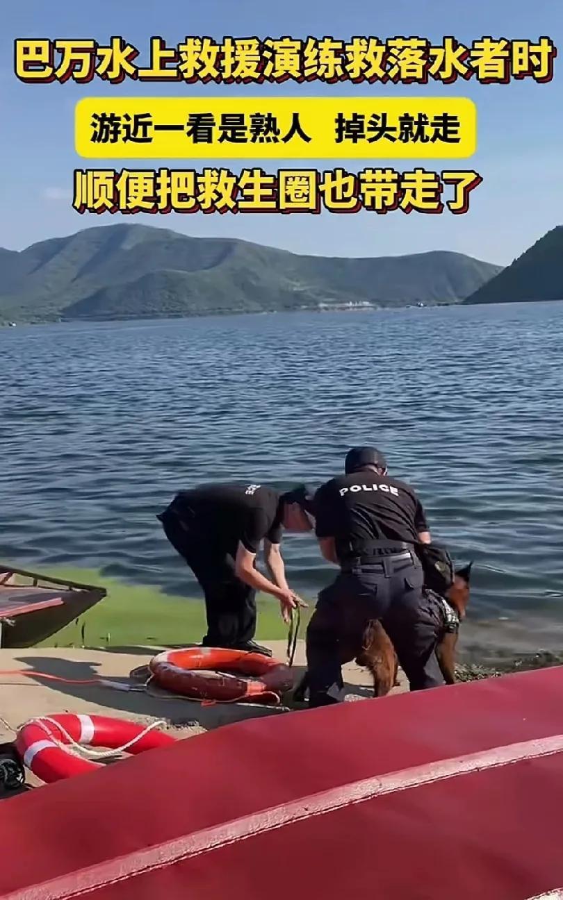 警犬巴万参与水上救生演练，没想到又闹了一出搞笑的戏码。
当巴万听到“有人落水了”