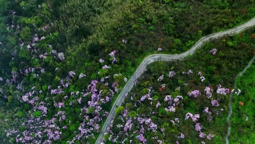 许昌桂西村举报潮：集体资产遭侵？换届程序存疑待查清