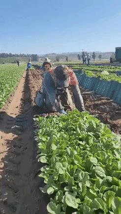 这些来自墨西哥的人，在美国一家农场主家一天跪着工作十多个小时，很多人都是非法移民