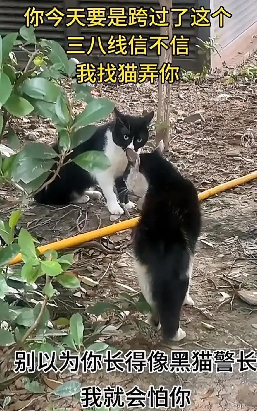 两只黑猫干架，那场面像极了重庆人和成都人，它们“猫呜”了好久，哪怕剑拔弩张可硬是