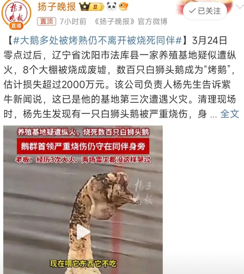 8个白狮头鹅养殖大棚被烧成废墟，数百只白狮头鹅被烤熟，损失近2000万，最大的问
