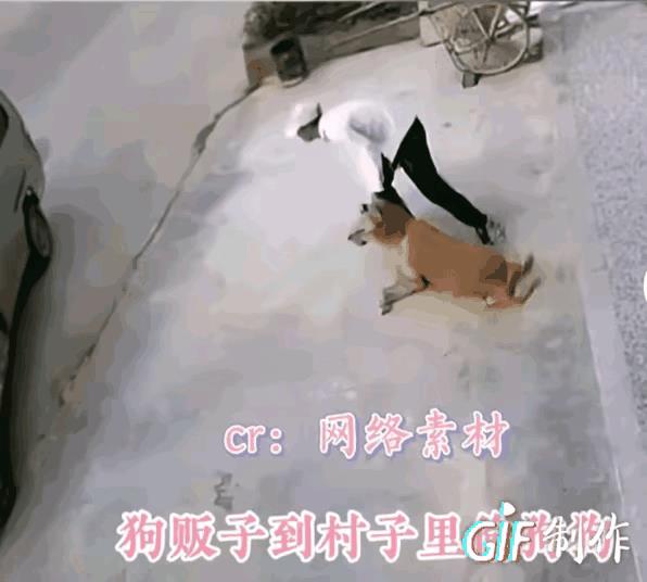 看了这个动图，还真的有点为好心人担忧。
狗贩子太大胆了，下车拎着狗脖子就走了，主