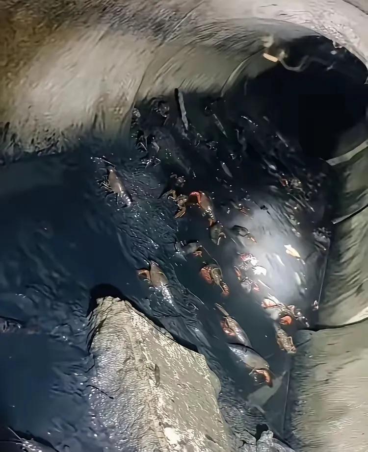 你还敢吃小龙虾吗？
自从看到这场景，小龙虾还能活蹦乱跳的，我就再也不敢吃小龙虾了