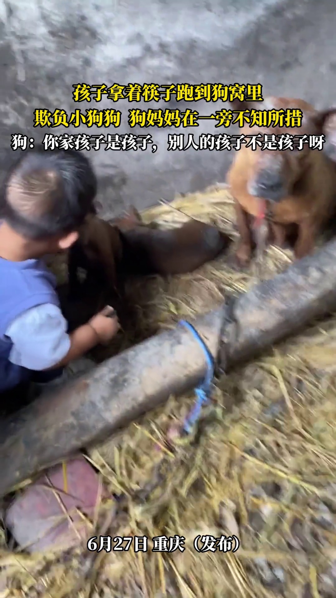 孩子拿着筷子跑到狗窝里，欺负小狗狗 狗妈妈在一旁不知所措，狗 -你家孩子是孩子，