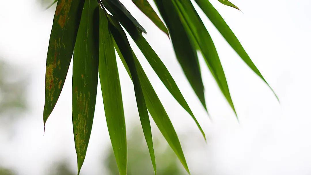 为什么教材出版这么严格？一篇讲清真实流程