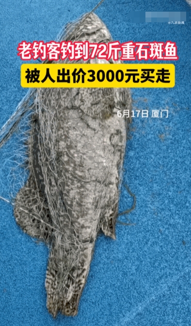 这就是命啊！福建厦门，一男子冒雨在河边钓鱼时，竟钓上来一条72斤重的石斑鱼！更让
