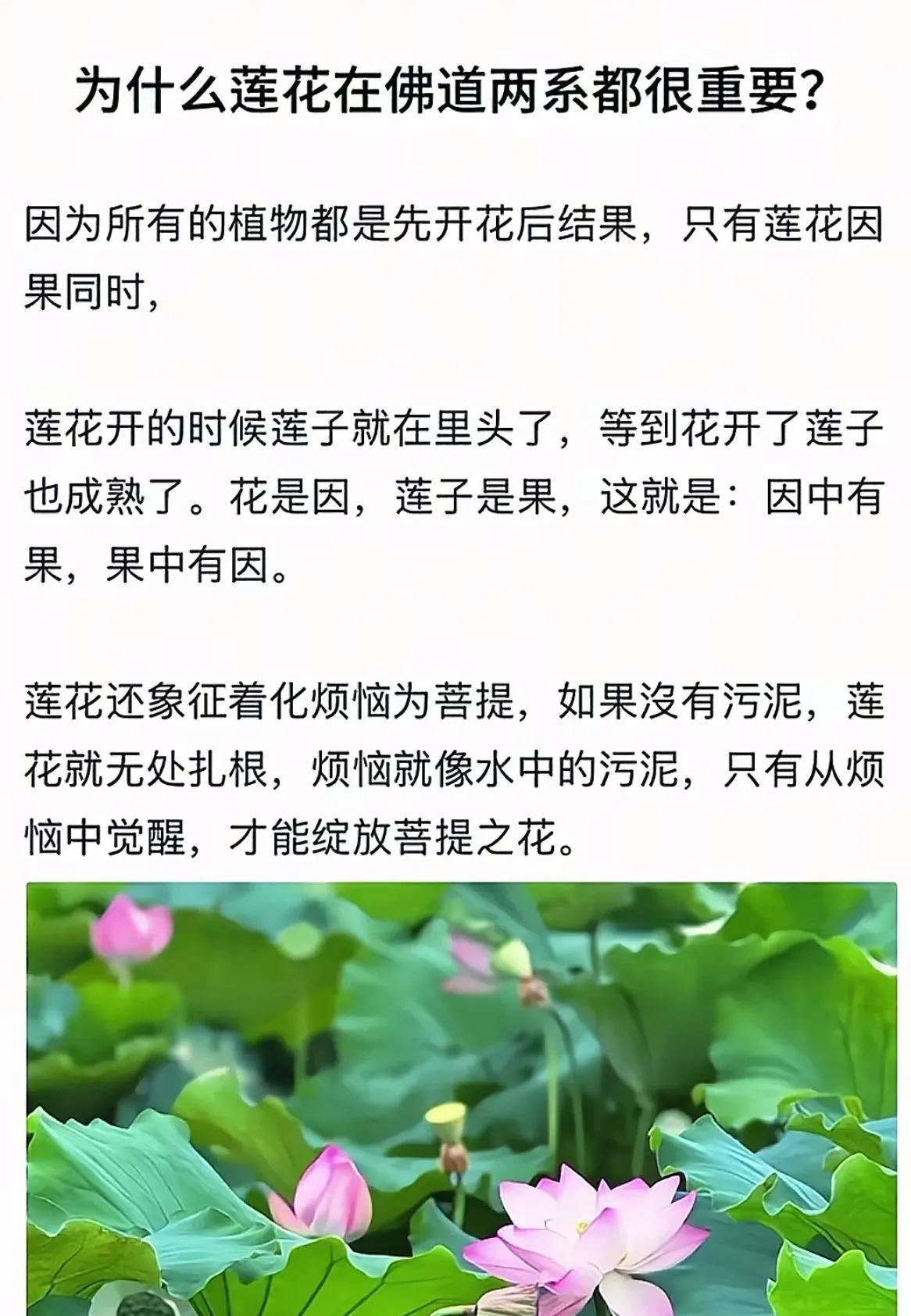 莲花不仅在佛道两系都很重要，在文学界也是鼎鼎大名！
        几乎所有的植