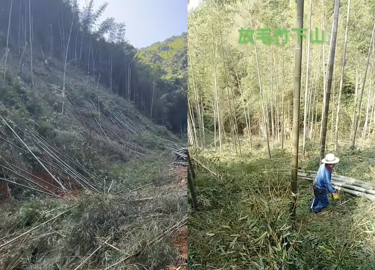 “彻底解释不清了！”
浙江杭州，男子和父亲上山砍竹子，
结果竹子砍了一大堆男