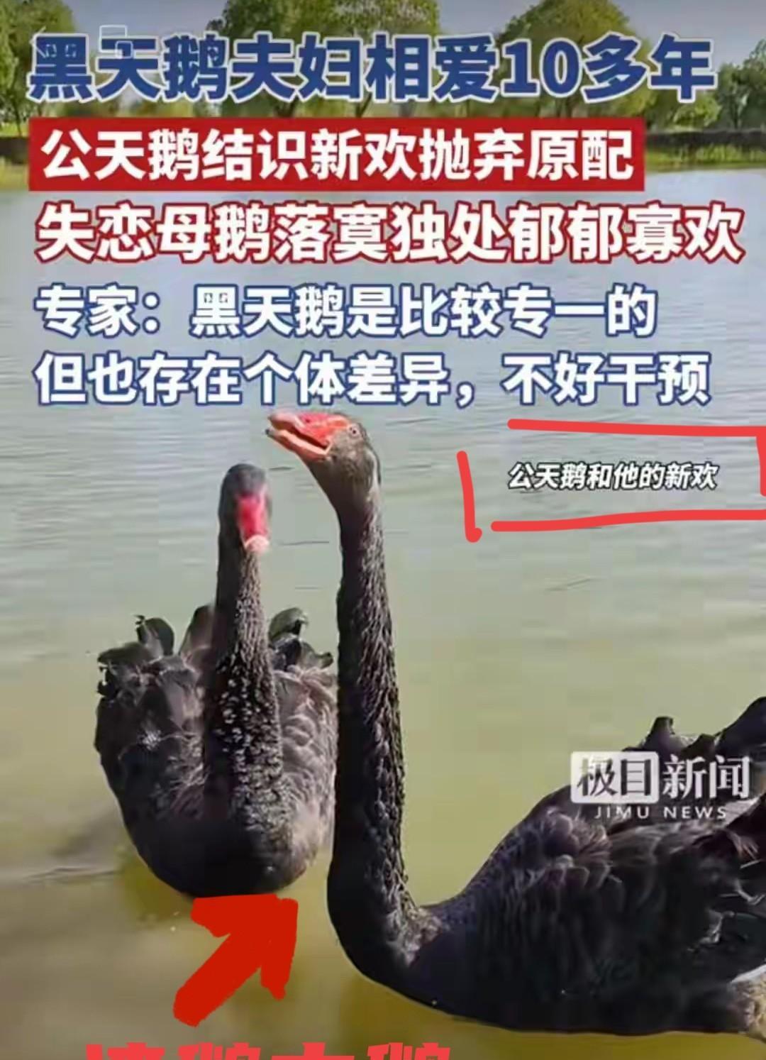 这年头，连天鹅的感情戏都这么抓马！武汉经开区金融湾，一只公天鹅突然“移情别恋”，