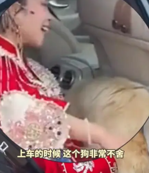 太有灵性了！吉林一位新娘出嫁时，家中养的狗狗仿佛察觉到了什么，一心想要跟着新娘一