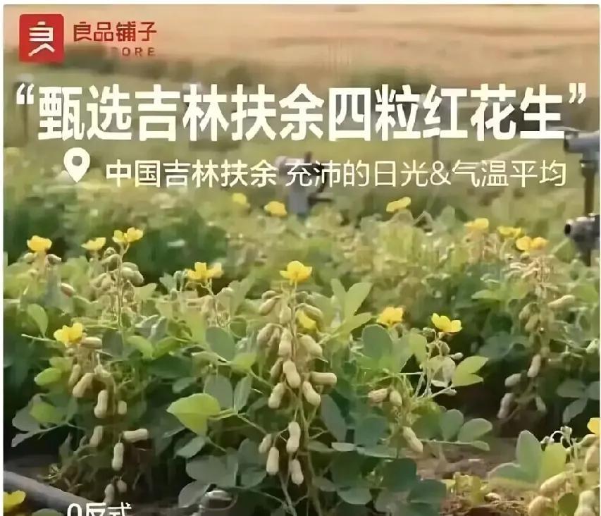 种过花生吗？