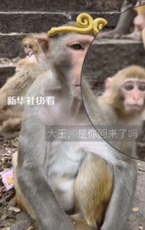 “这下解释不清了！”贵州一男子把金箍戴在猴子头上，想看看戴与不戴有什么差别，没想