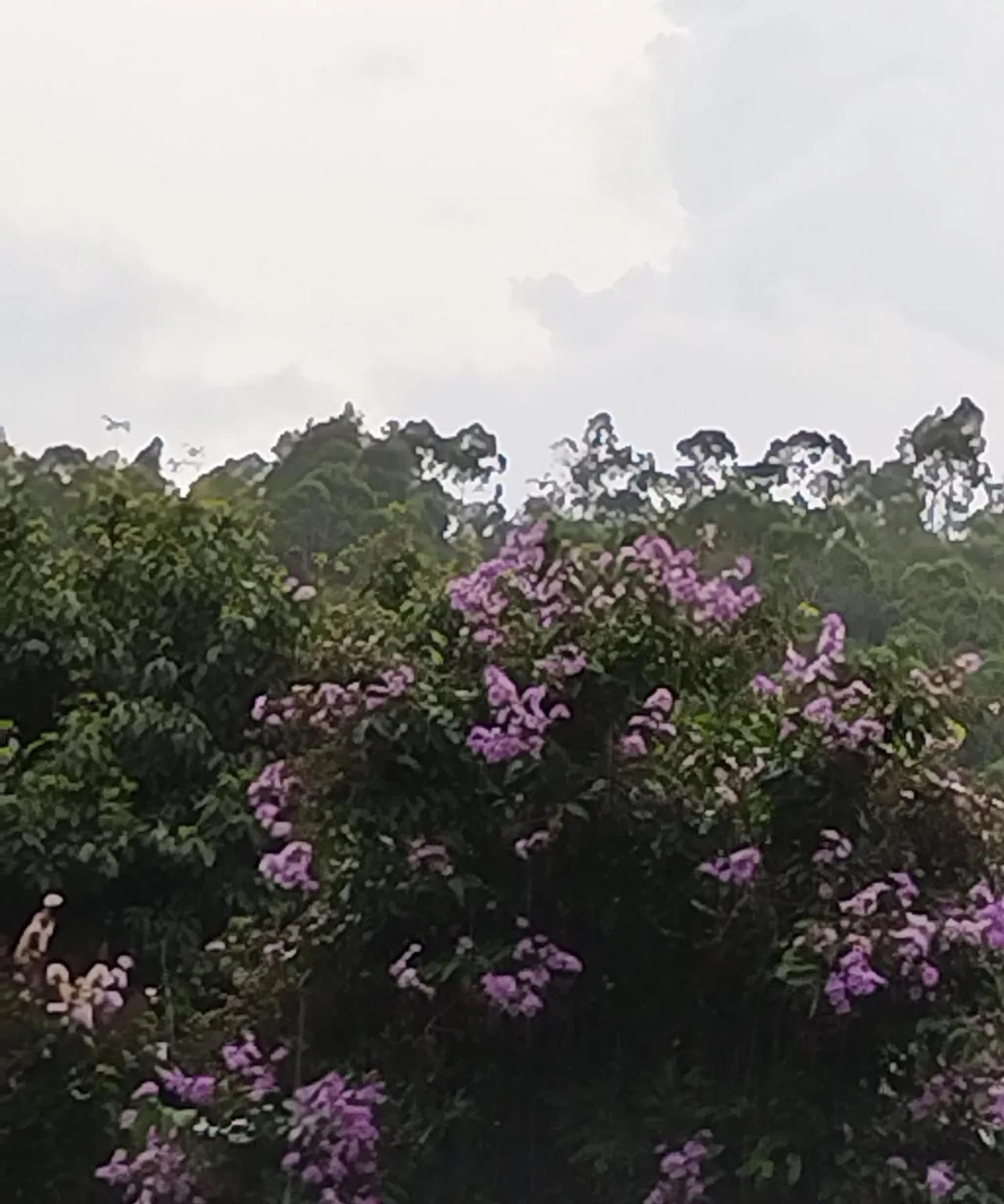 真是的。
广东的天气太讨人厌了。
想带着孩子出来玩一会儿。
刚把车停好就下雨。
