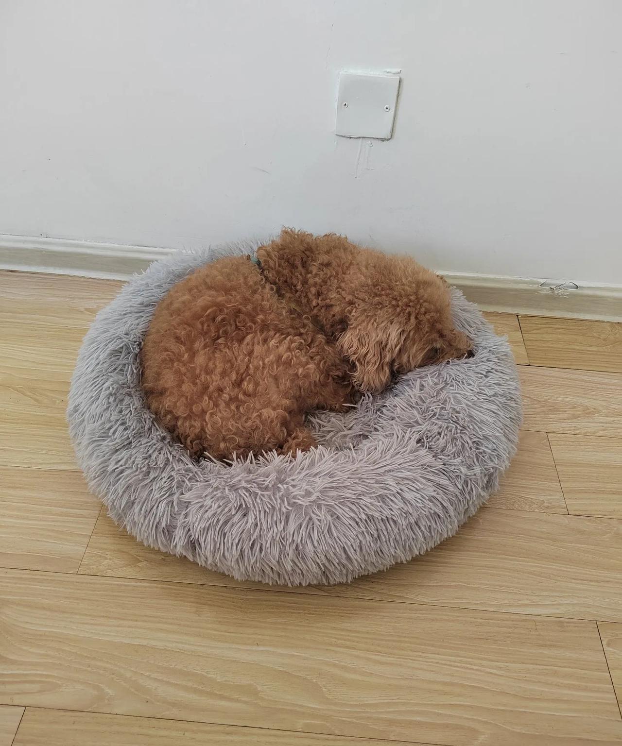 我还是接受不了狗和猫随便上沙发上床。前几天写了，因为狗狗上沙发被我揍了，有人友善