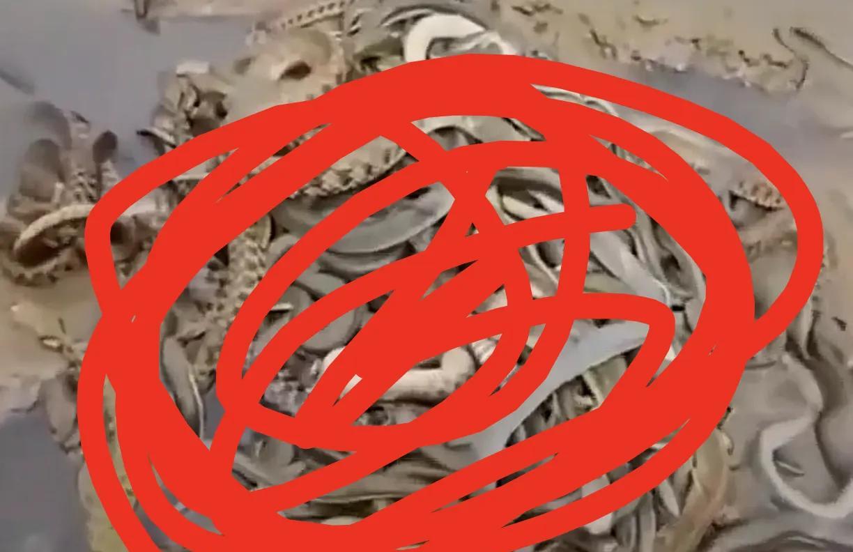 其实现在很多地方毒蛇泛滥，不需要捕杀，也不需要让其灭绝，毕竟蛇是生态平衡的重要一