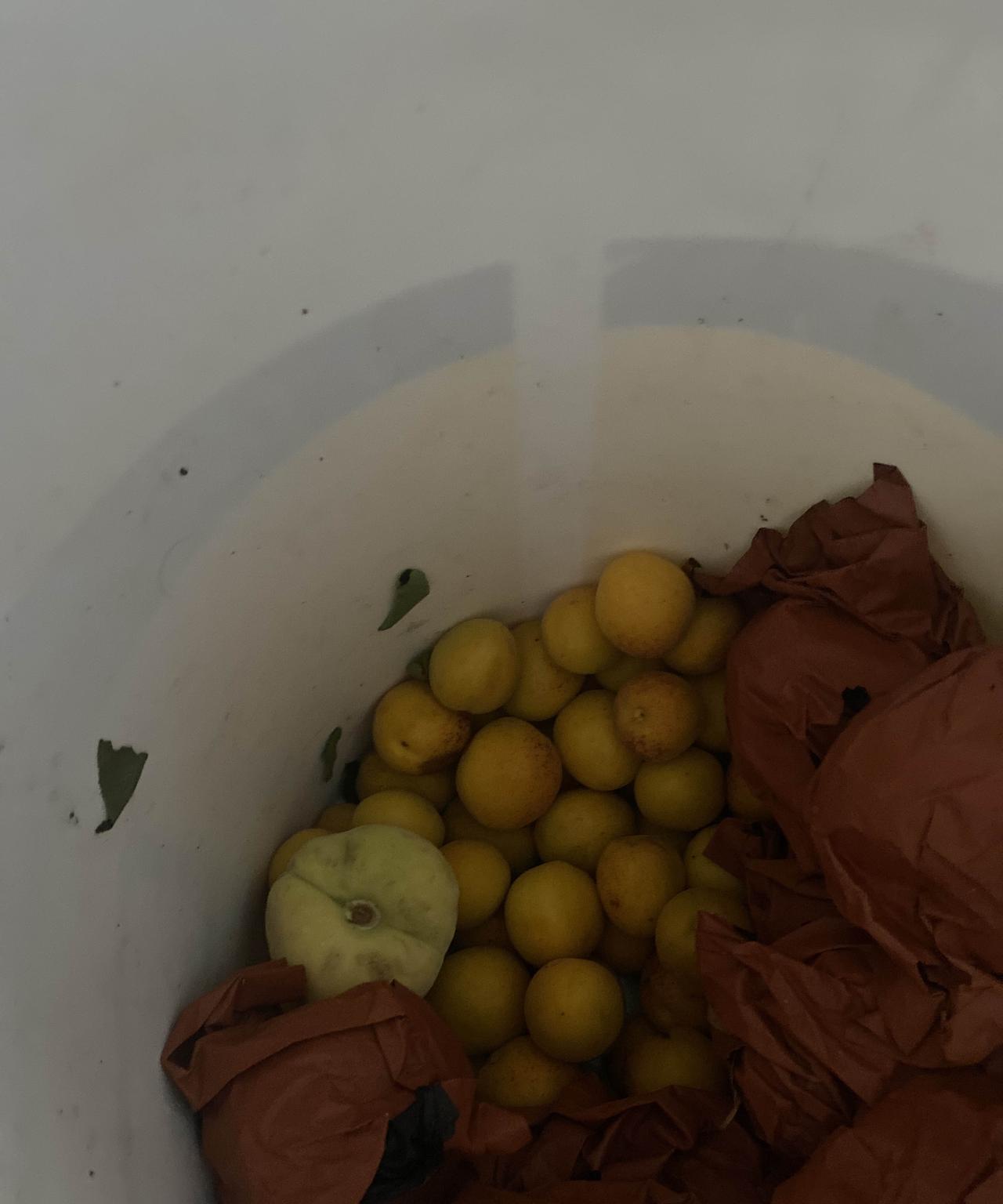 昨天亲家来了，
送来一桶香杏和桃子，下午儿媳妇就带到单位分着吃了。
亲家母在儿子