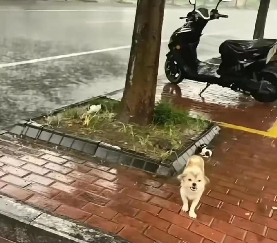 傍晚下班的路上，天空中下着小雨，路上没有行人，只是偶尔有车辆匆匆驶过。风裹着雨水