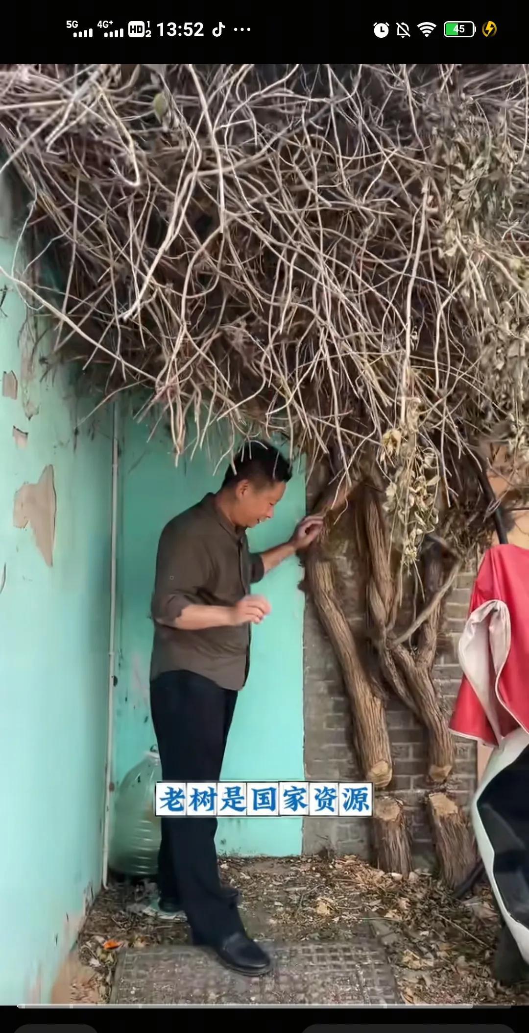 灌记砂锅因为私利砍掉学校两颗古树凌霄花，一句“影响生意”两度上门砍树
7月9日，