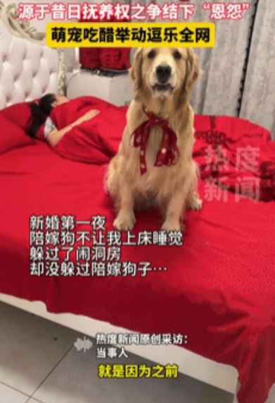 “万物皆有灵！”吉林四平，一夫妻新婚第一夜，新郎准备上床睡觉时，陪嫁狗却跑到床上