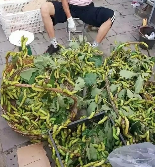 这是卖的啥?叶子上长这么多虫子能卖出去吗?