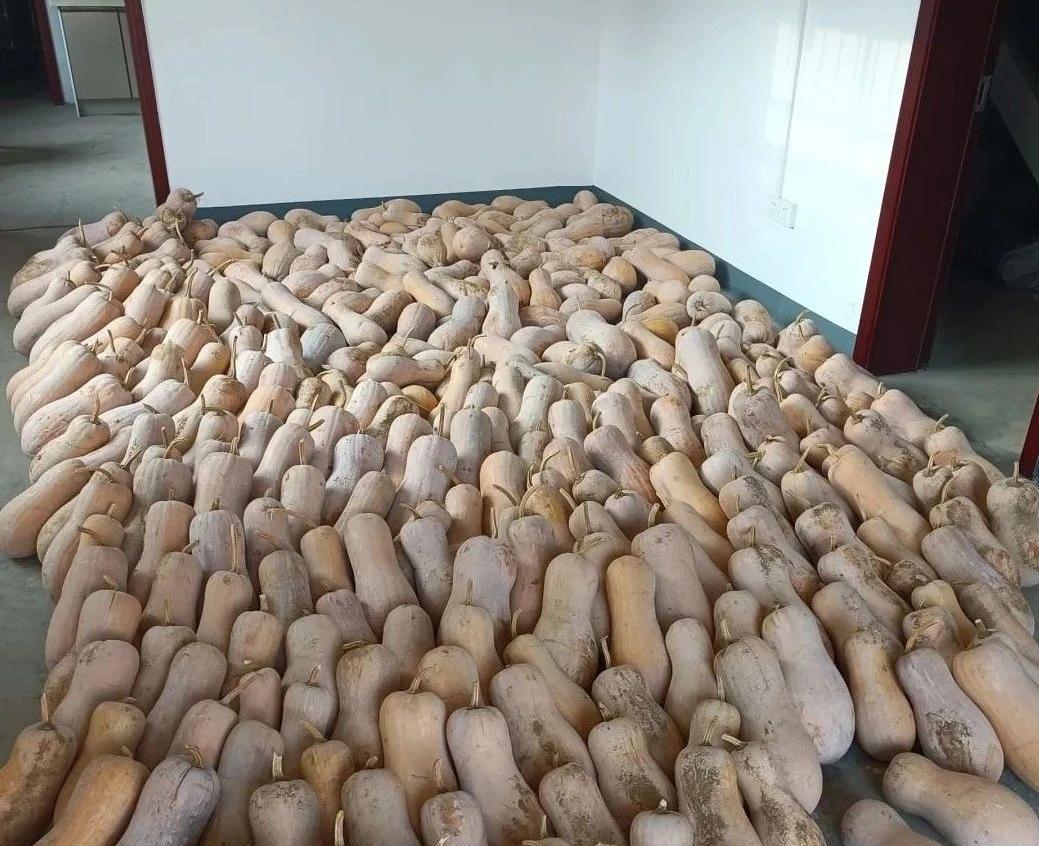 别人家北瓜大丰收，你羡慕吗？
家有千万，不如贮存点北瓜蛋。
农民把它当做家常菜，