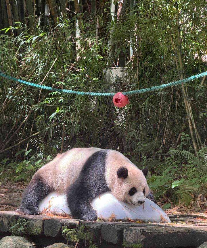 长隆野生动物园简直是把童话世界搬到现实里了，虽然走到腿快废了…
长颈鹿慢悠悠地晃