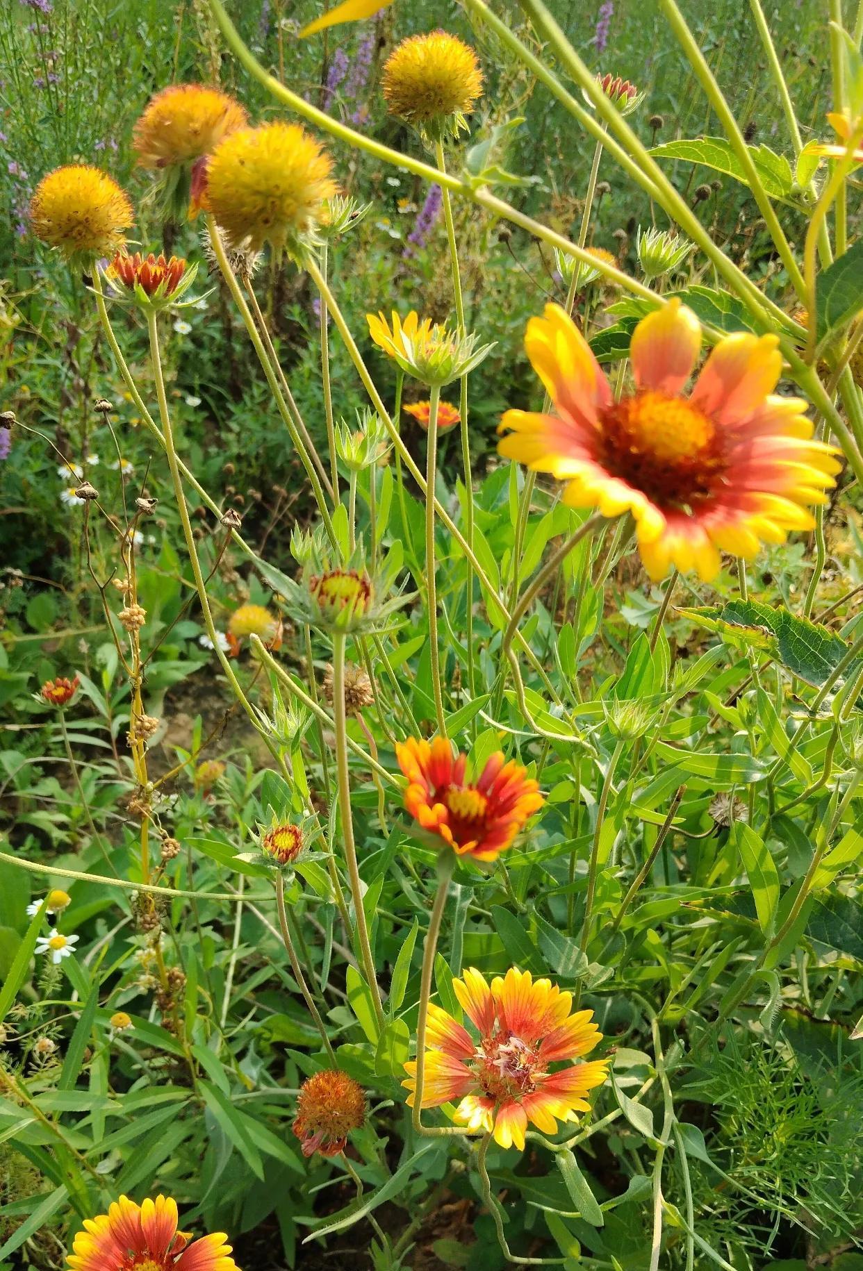 #分享一张随手拍的花#