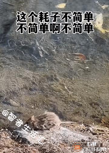 不简单啊，不简单，这只老鼠果然不简单………
小老鼠：想要改善伙食，还得靠自己[笑