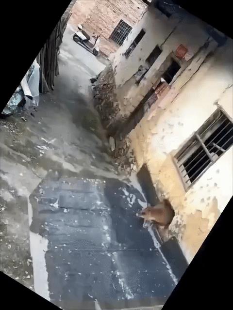 老鼠王，这个头真大！[惊呆]