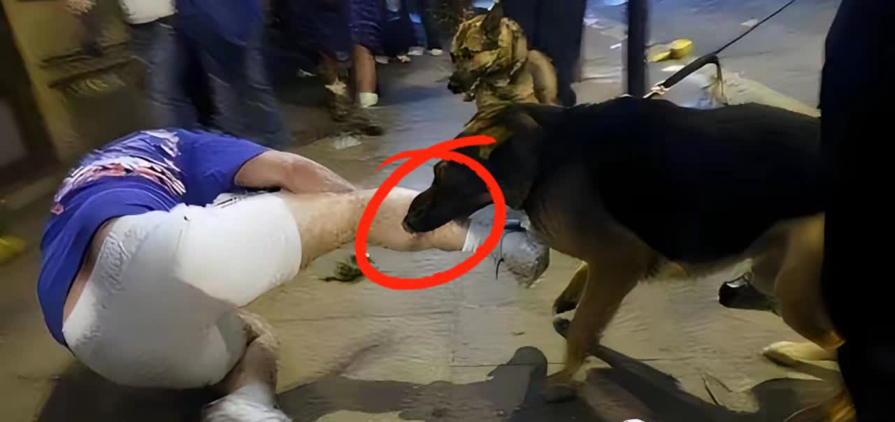 严查到底！”乌鲁木齐，男子在公园打电话，突然被一条未栓绳的狗咬伤，为了自保，他捡