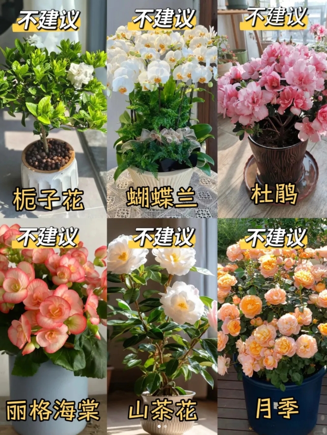 新手小白必看｜推荐养与不建议养的花🌸
