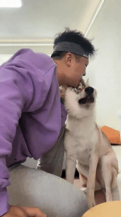 真是太狗了！它咬你，你就咬它，果真是狗咬狗一嘴毛。[笑哭][笑哭][笑哭]