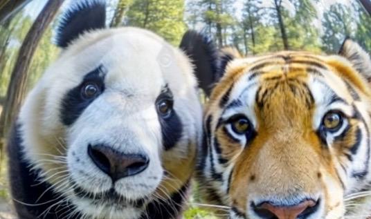 四川曾有老虎，为什么没吃大熊猫？这里有一个意想不到的真相：那就是老虎就算‘饿疯’