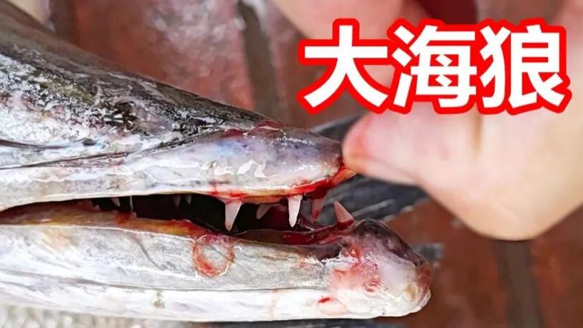 海狼凶猛，马鲛瘦，马友肥，广州莲花山码头