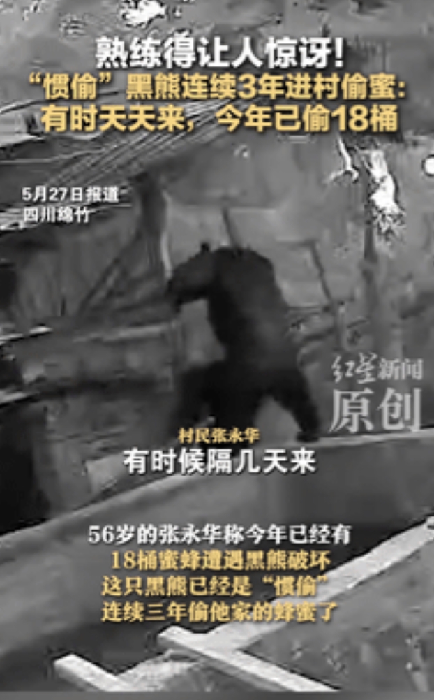 “熊出没诚不欺我！”四川大爷三年被同一只黑熊偷蜜，这回它都学会先试味了！

四川