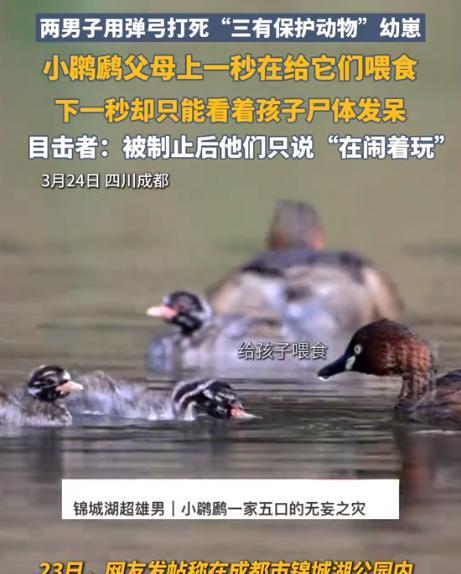 后续来了。男子用弹弓击打鹏鹧一家五口致一死！目前派出所已接到报警！
目击者称，上