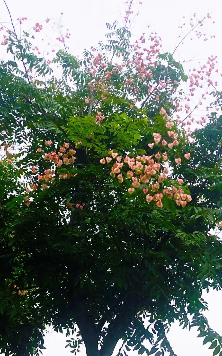      哇塞，看到一种树，上面的花儿一大嘟噜一大嘟噜的，可奇怪的是它又没有常见